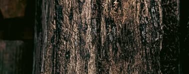 tree bark turning black