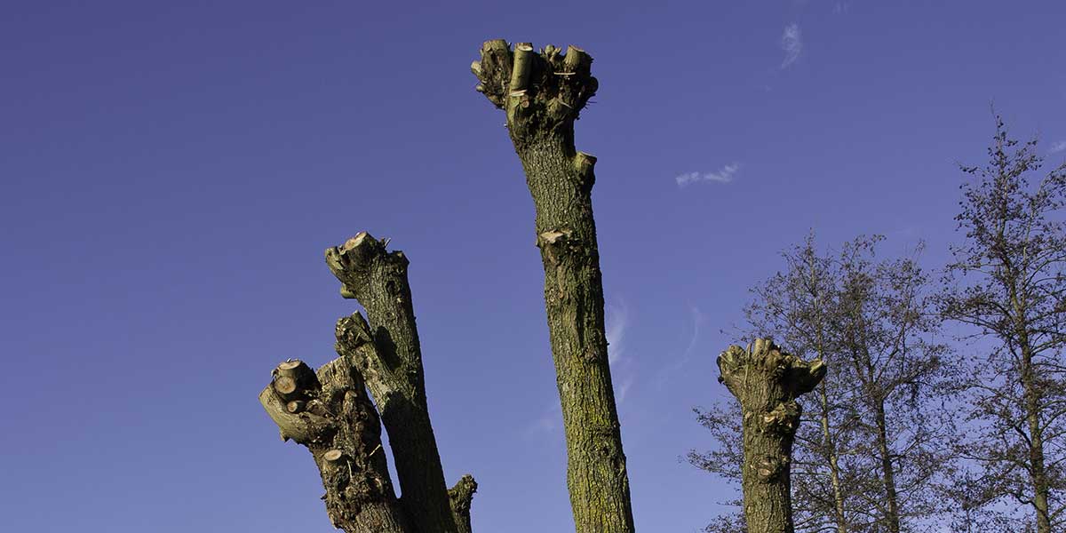 Maple Pollarding Difference Between Tree Pollarding and Topping - Otto Tree Service