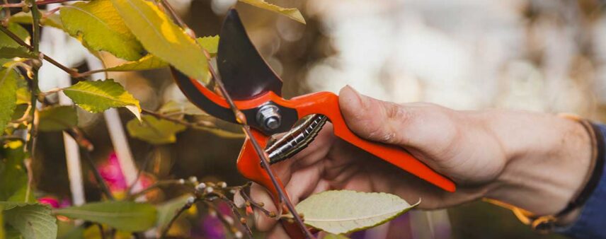 tree pruning mistakes