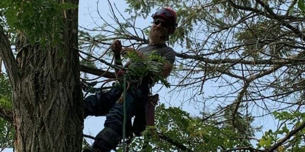 how often to trim trees