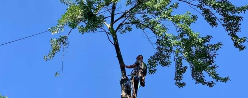 pruning tall trees