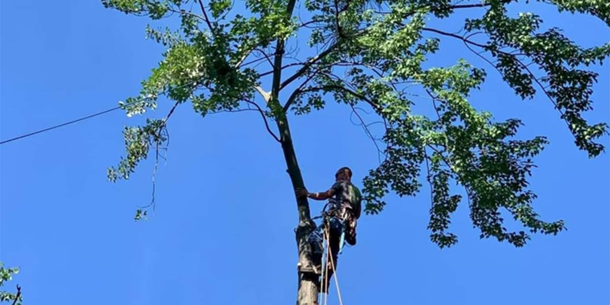 pruning tall trees