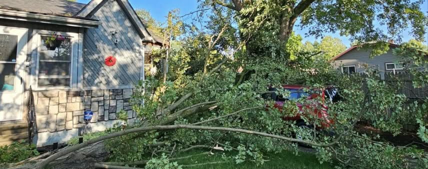 how much wind can a tree withstand