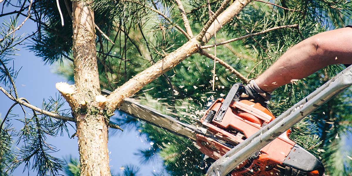 diy tree trimming