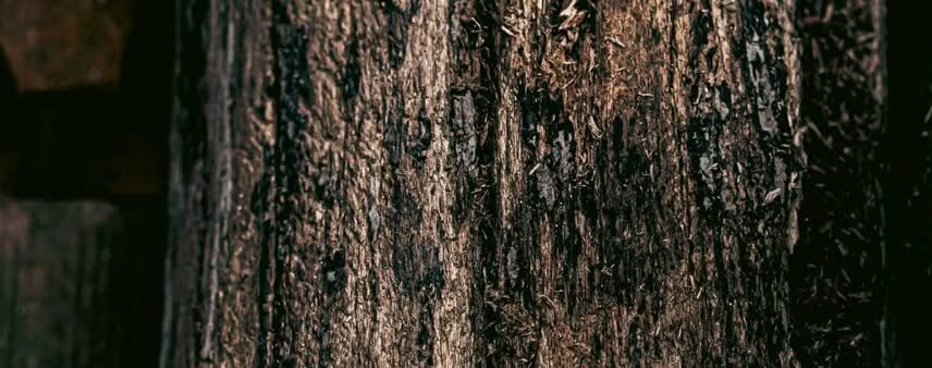 tree bark turning black
