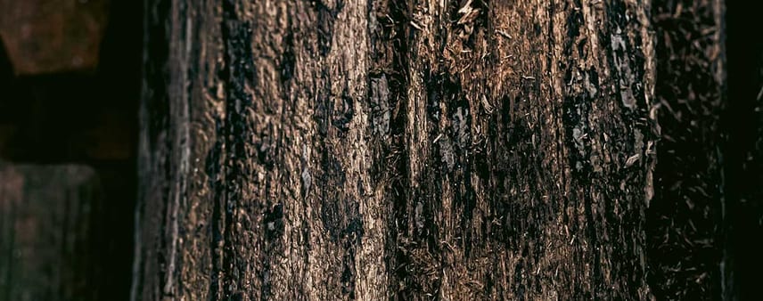 tree bark turning black