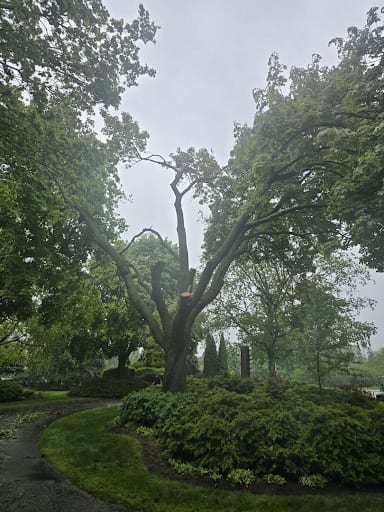 Assessing the Tree’s Condition