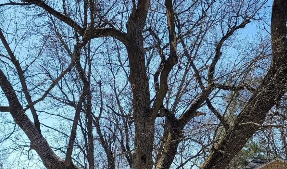 Complicated Hazardous Tree Removal Service