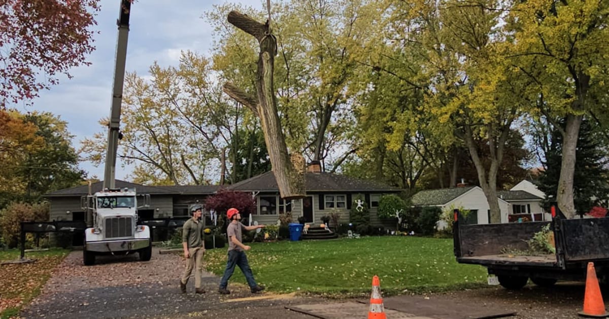 Crane-Assisted Tree Removal