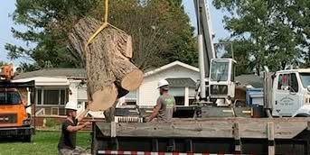 Crane-Assisted Tree Removal