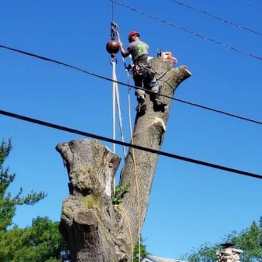 Large Oak Tree Removal