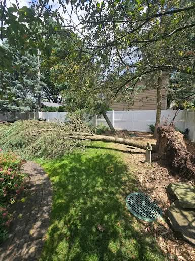 Managing a Large Pine in a Tight Backyard Setting