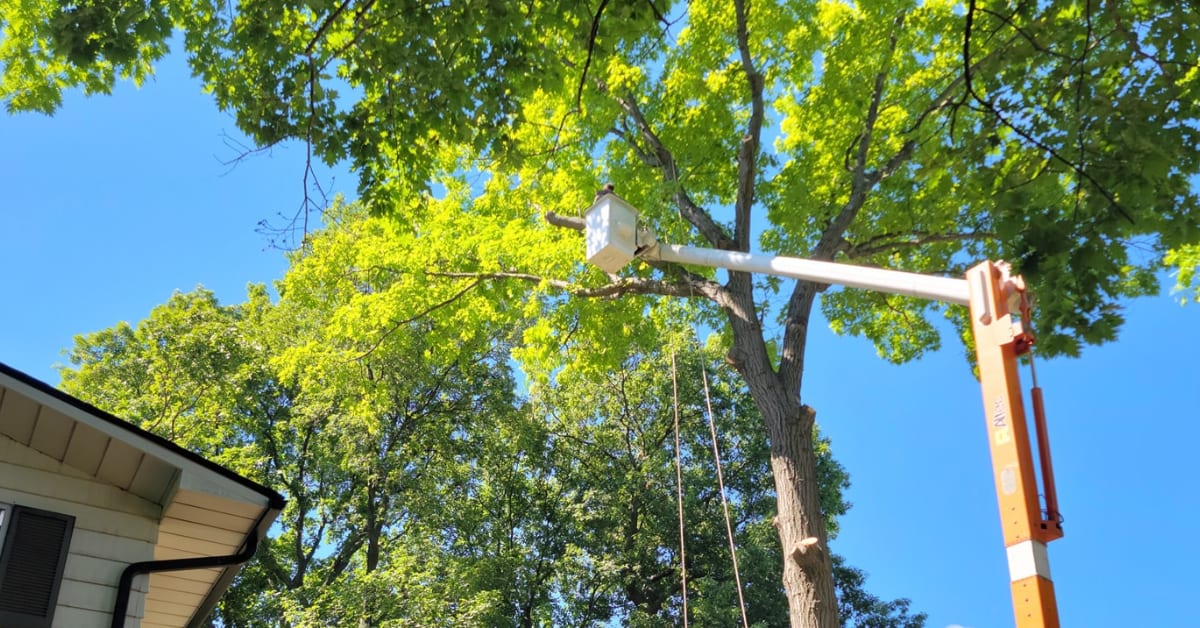 Tree Trimming and Pruning