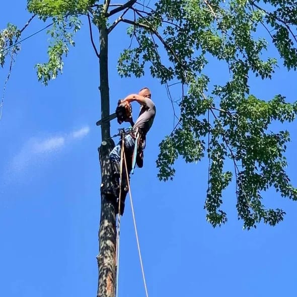 tree-removal-auburn-hills-mi