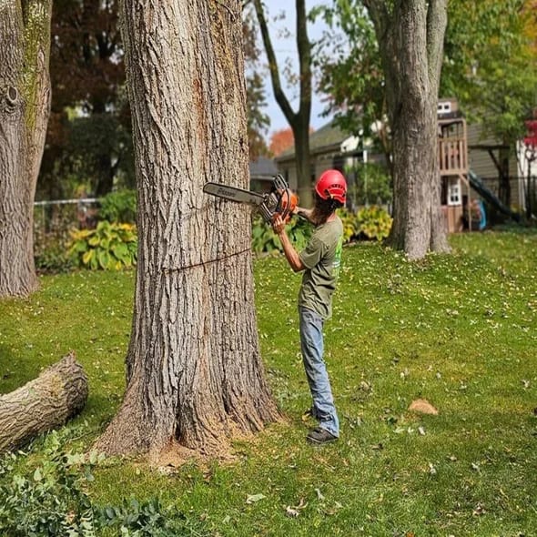 tree-removal-oakland-county-mi