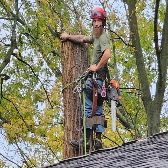 tree-removal-royal-oak-mi-3
