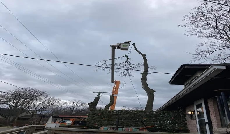 tree-service-bloomfield-hills-mi