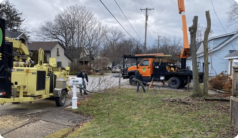 tree-service-royal-oak-mi